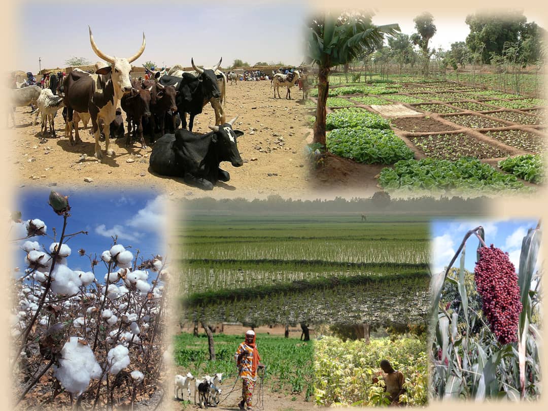 Campagne coton 2025 : AASIB accompagne les producteurs