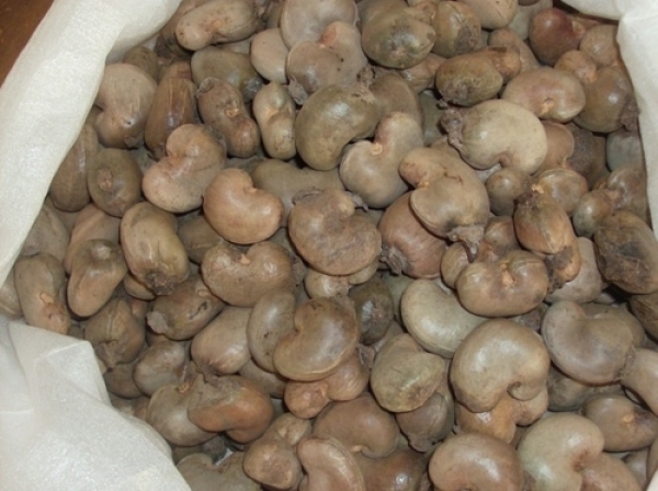 Noix de Cajou